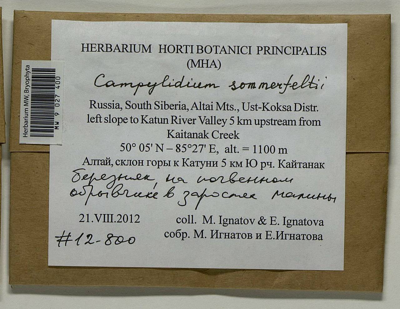 Campylophyllopsis sommerfeltii (Myrin) Ochyra, Гербарий мохообразных, Мхи - Западная Сибирь (включая Алтай) (B15) (Россия)