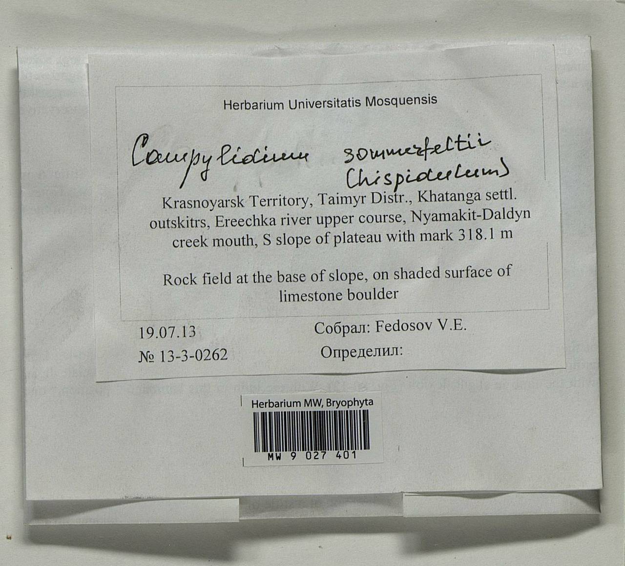 Campylophyllopsis sommerfeltii (Myrin) Ochyra, Гербарий мохообразных, Мхи - Красноярский край, Тыва и Хакасия (B17) (Россия)