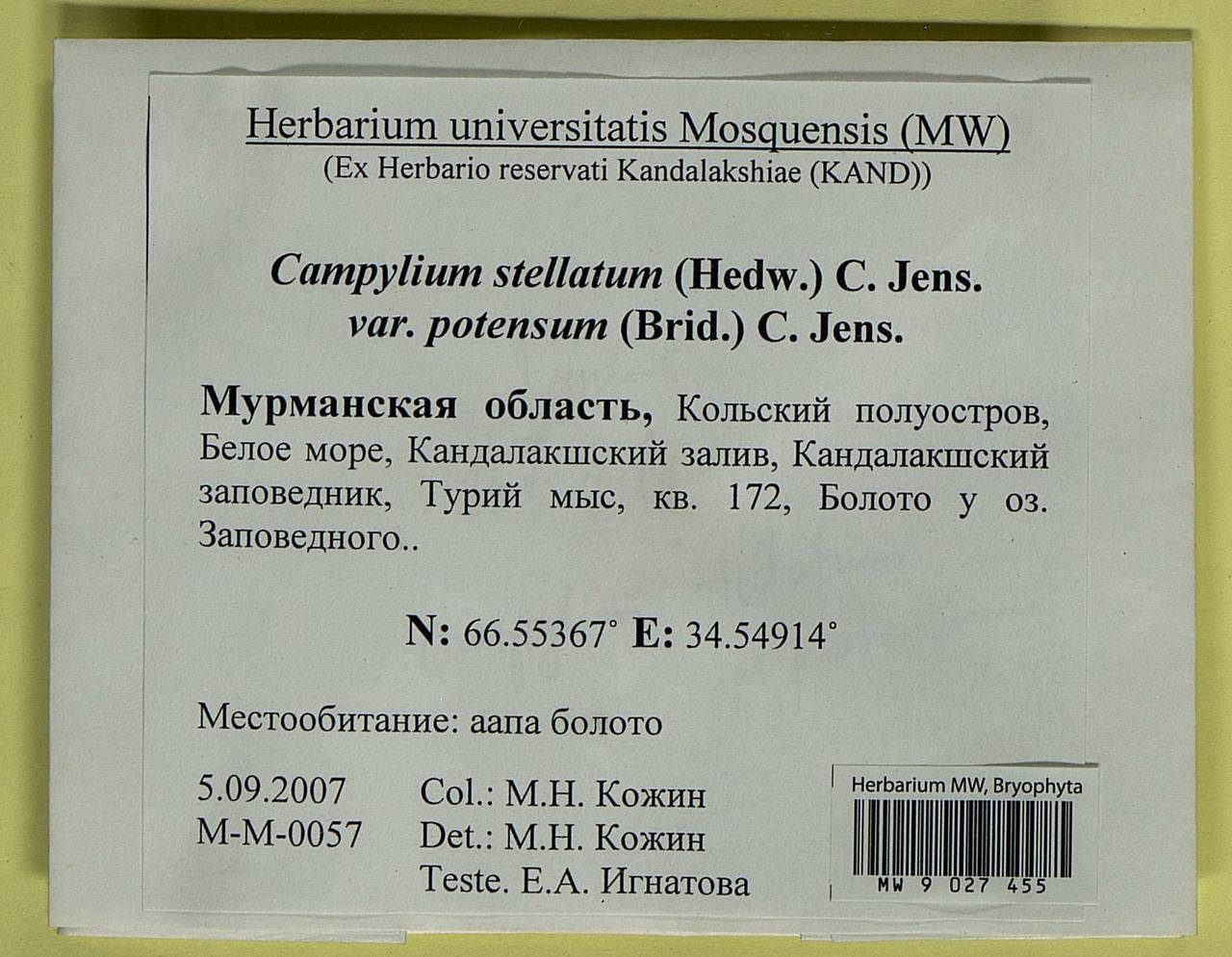 Campylium protensum (Brid.) Kindb., Гербарий мохообразных, Мхи - Карелия, Ленинградская и Мурманская области (B4) (Россия)