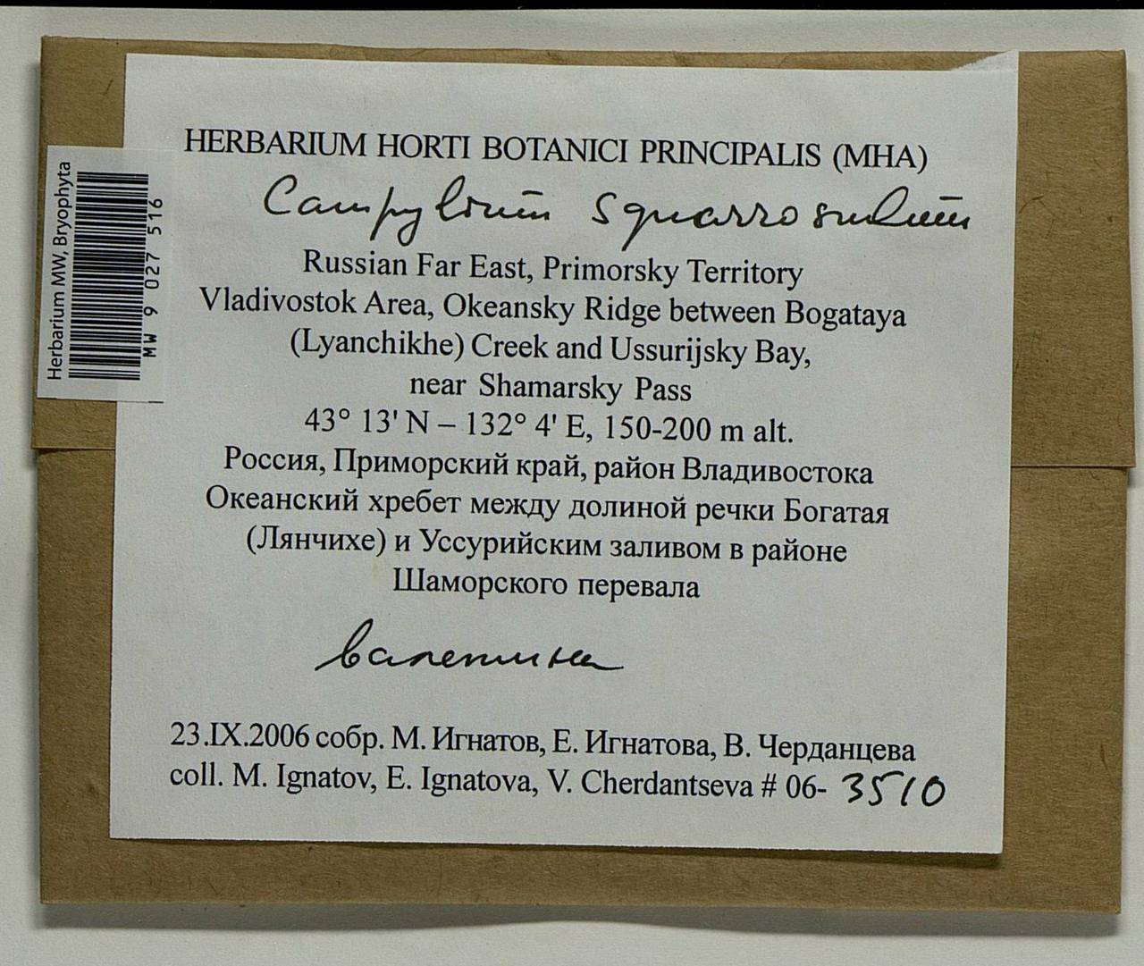 Campylophyllopsis squarrosula (Besch. & Cardot) Ignatov, Гербарий мохообразных, Мхи - Дальний Восток (без Чукотки и Камчатки) (B20) (Россия)