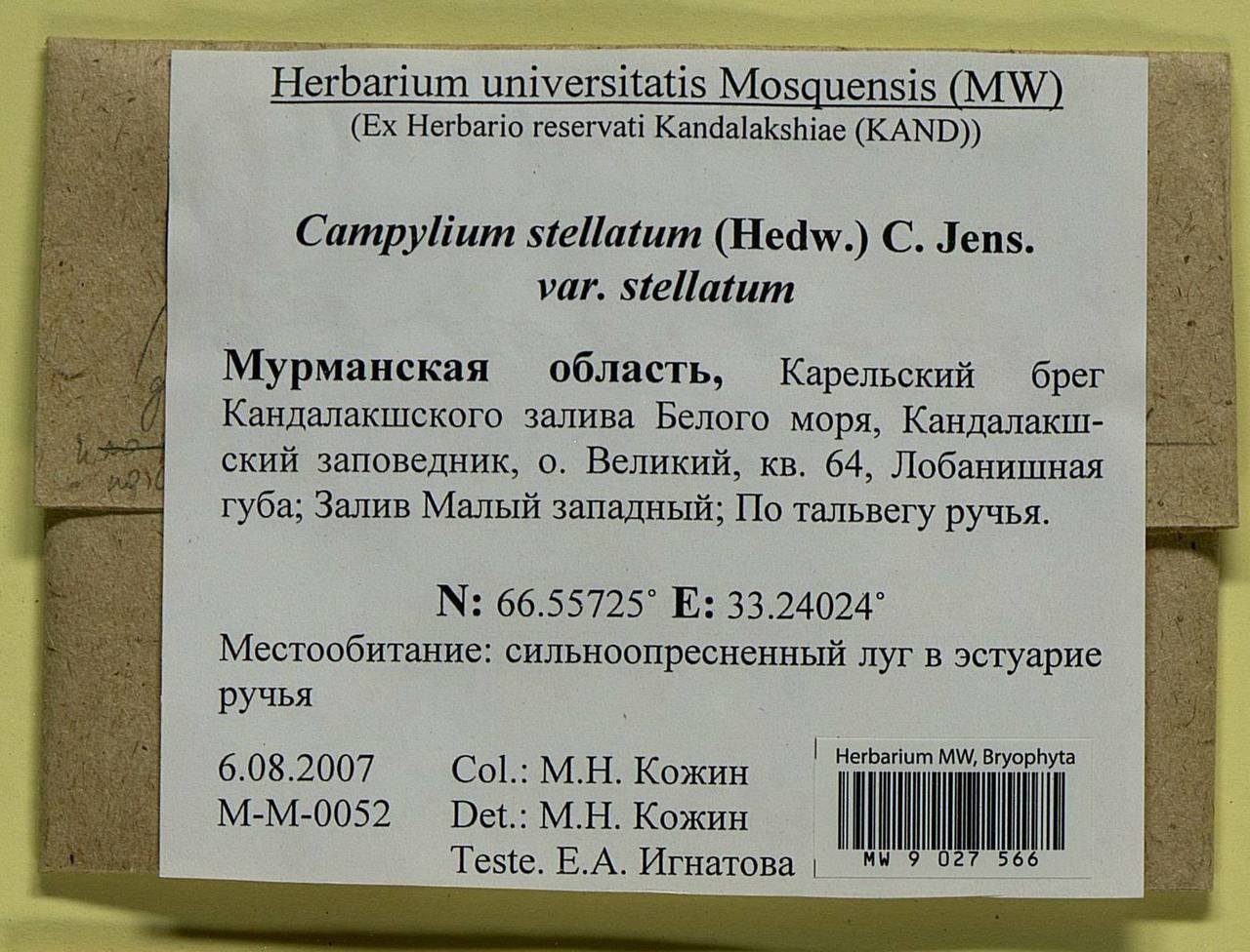 Campylium stellatum (Hedw.) Lange & C.E.O. Jensen, Гербарий мохообразных, Мхи - Карелия, Ленинградская и Мурманская области (B4) (Россия)