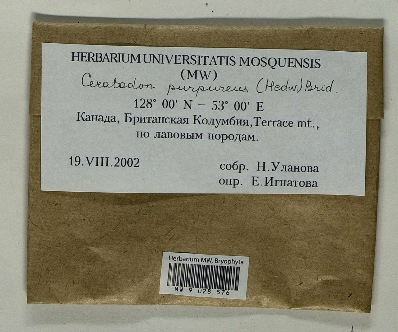 Ceratodon purpureus (Hedw.) Brid., Гербарий мохообразных, Мхи - Америка (BAm) (Канада)