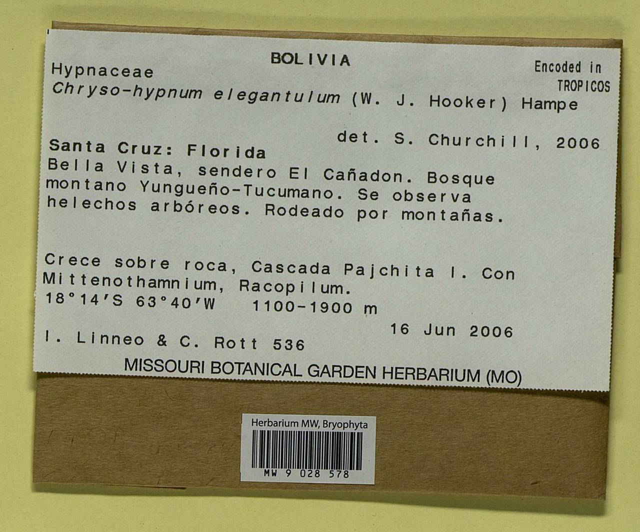 Chryso-hypnum elegantulum (Hook.) Hampe, Гербарий мохообразных, Мхи - Америка (BAm) (Боливия)
