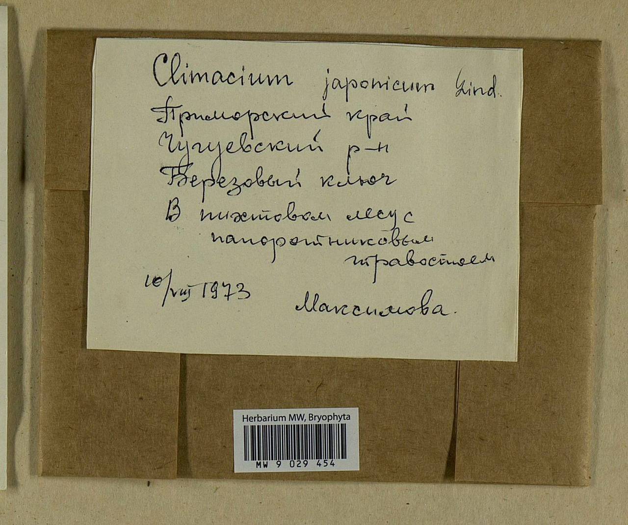 Climacium japonicum Lindb., Гербарий мохообразных, Мхи - Дальний Восток (без Чукотки и Камчатки) (B20) (Россия)