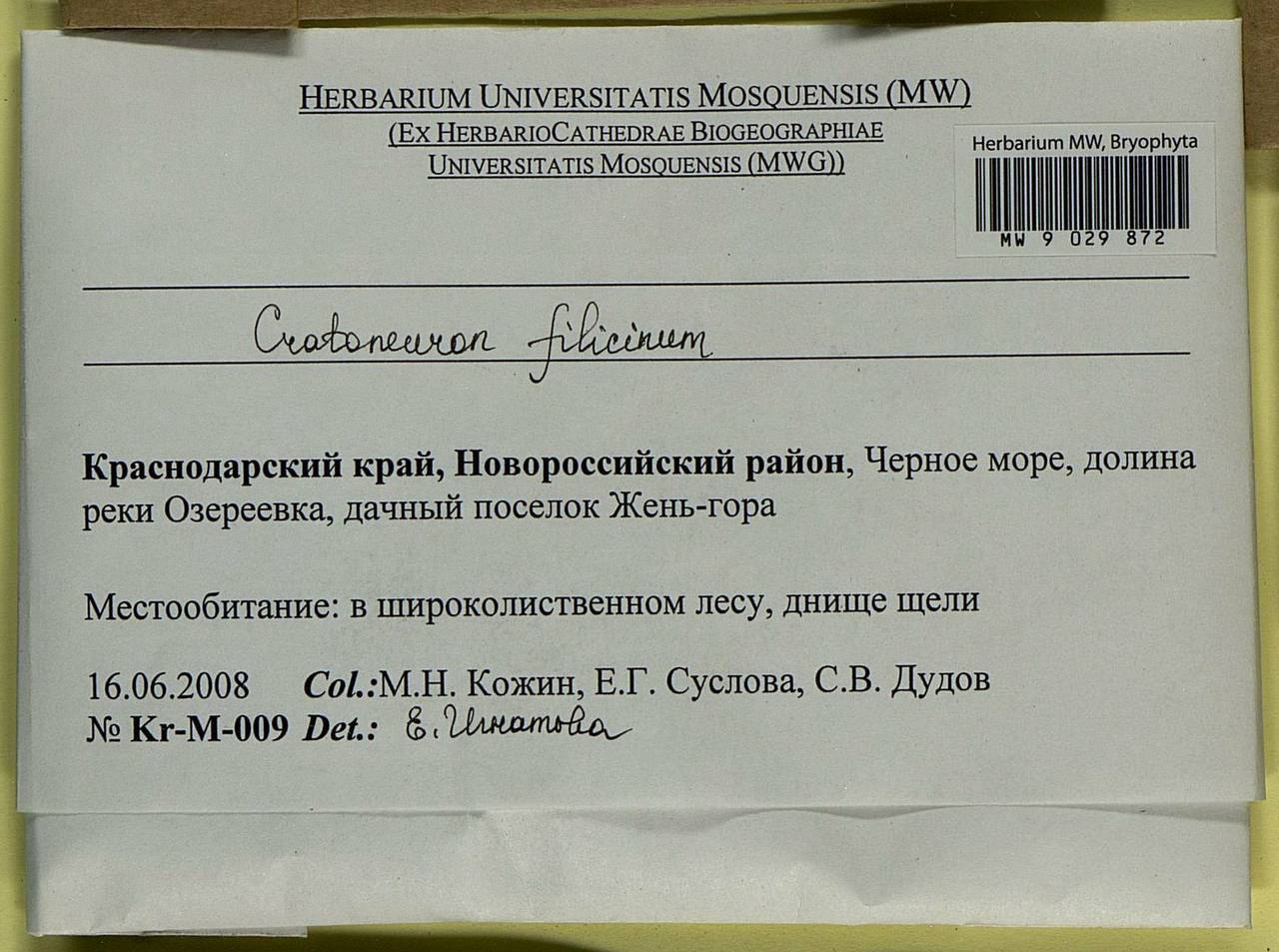 Cratoneuron filicinum (Hedw.) Spruce, Гербарий мохообразных, Мхи - Северный Кавказ и Предкавказье (B12) (Россия)