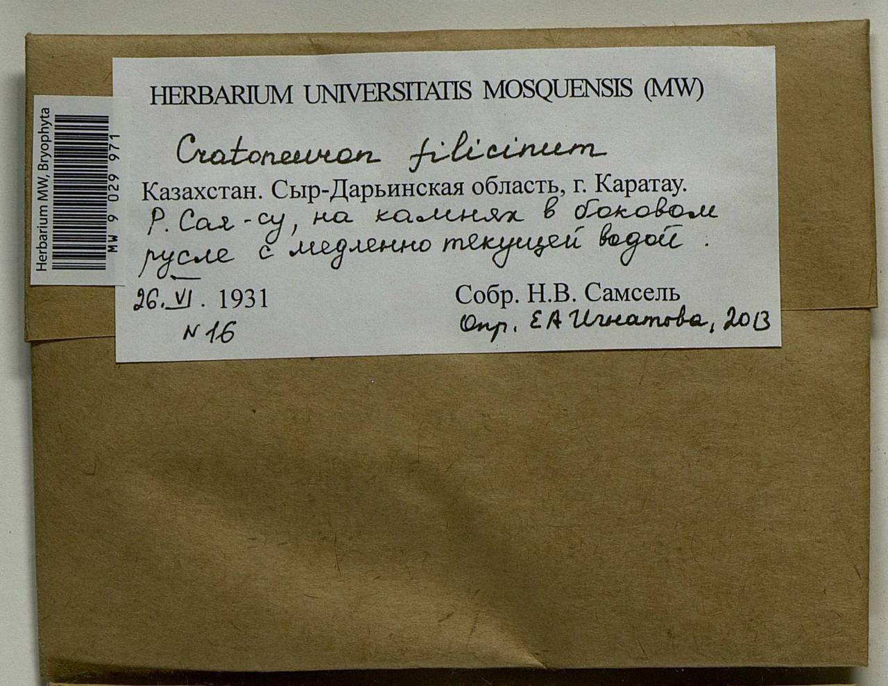 Cratoneuron filicinum (Hedw.) Spruce, Гербарий мохообразных, Мхи - Средняя Азия и Казахстан (B16) (Казахстан)