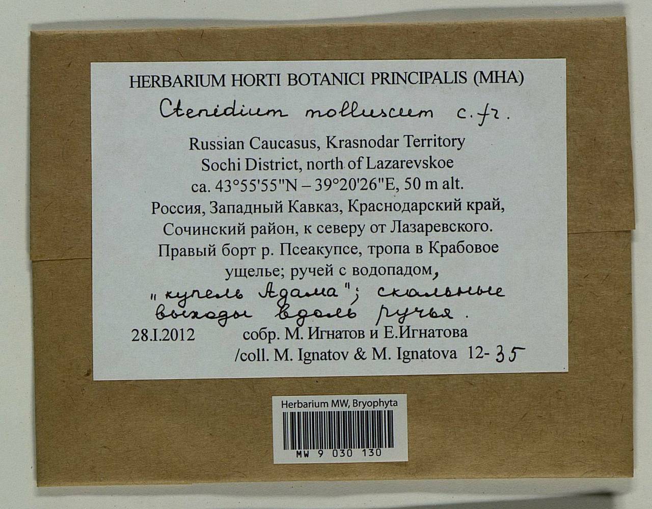 Ctenidium molluscum (Hedw.) Mitt., Гербарий мохообразных, Мхи - Северный Кавказ и Предкавказье (B12) (Россия)