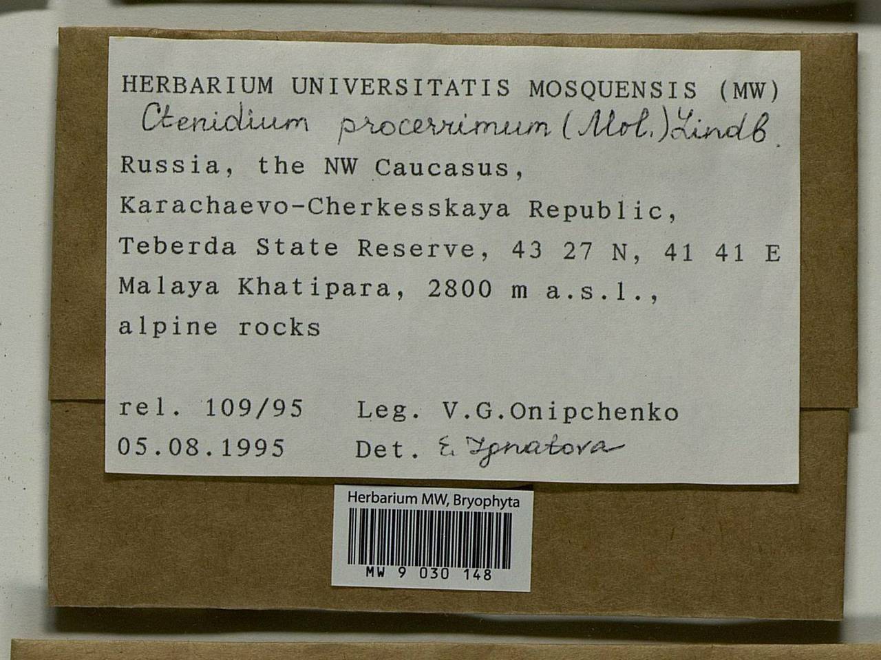 Ctenidium molluscum (Hedw.) Mitt., Гербарий мохообразных, Мхи - Северный Кавказ и Предкавказье (B12) (Россия)