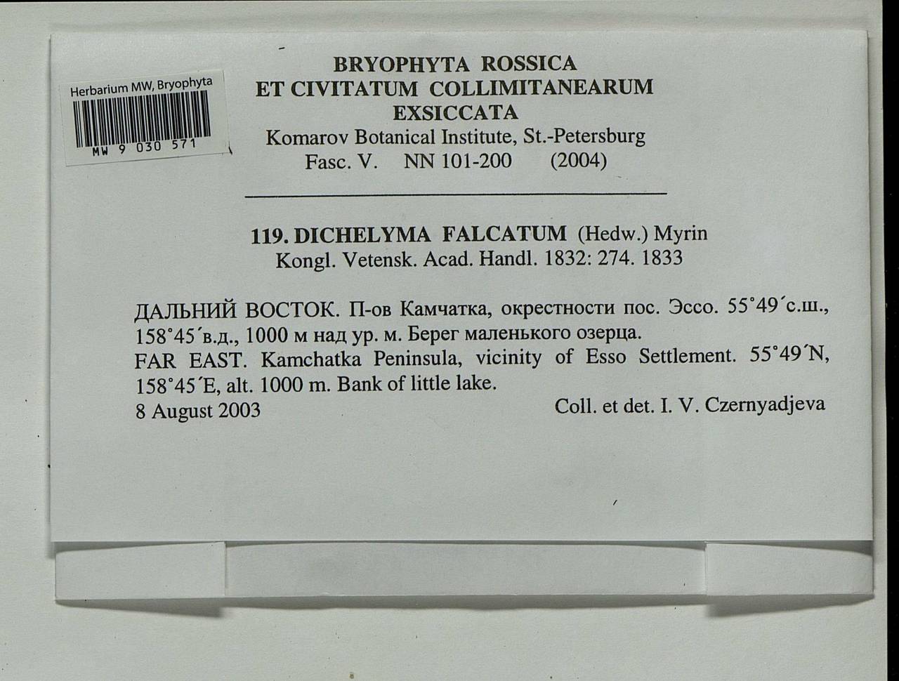 Dichelyma falcatum (Hedw.) Myrin, Гербарий мохообразных, Мхи - Чукотка и Камчатка (B21) (Россия)