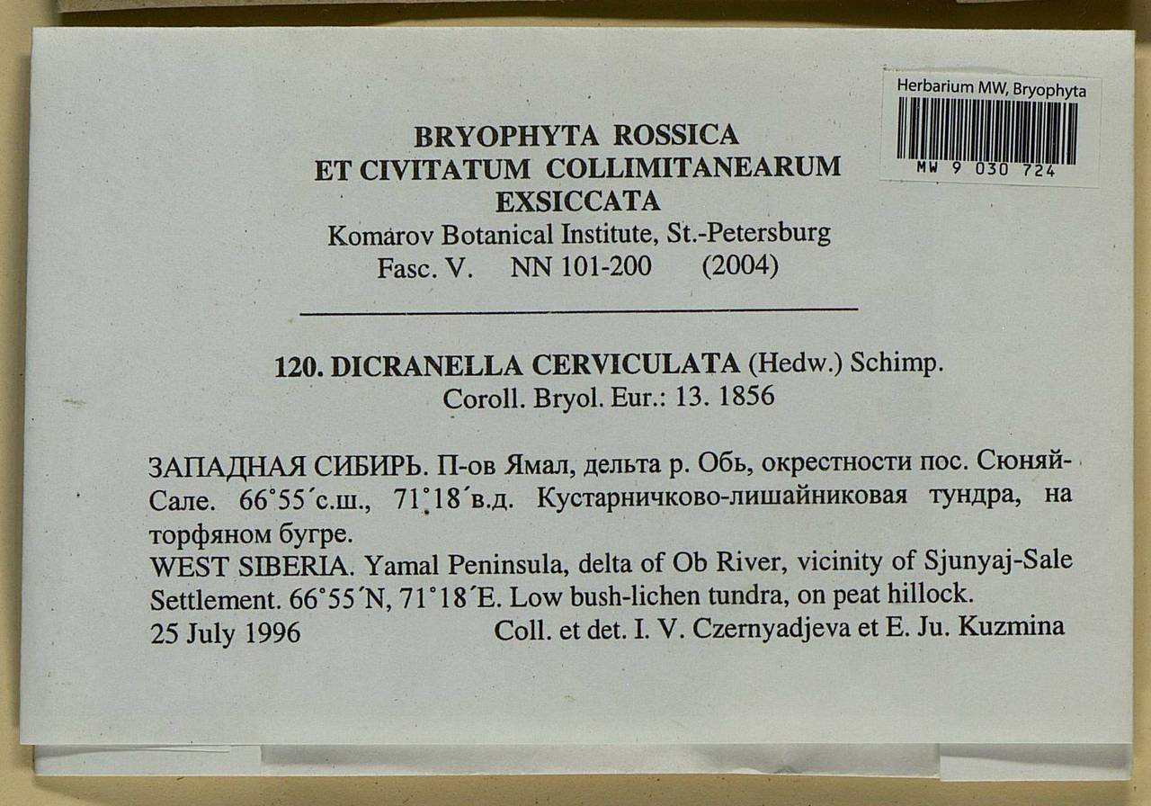 Dicranella cerviculata (Hedw.) Schimp., Гербарий мохообразных, Мхи - Западная Сибирь (включая Алтай) (B15) (Россия)