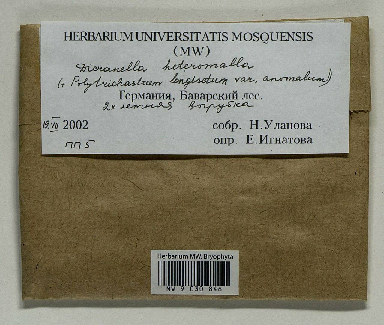 Dicranella heteromalla (Hedw.) Schimp., Гербарий мохообразных, Мхи - Западная Европа (BEu) (Германия)