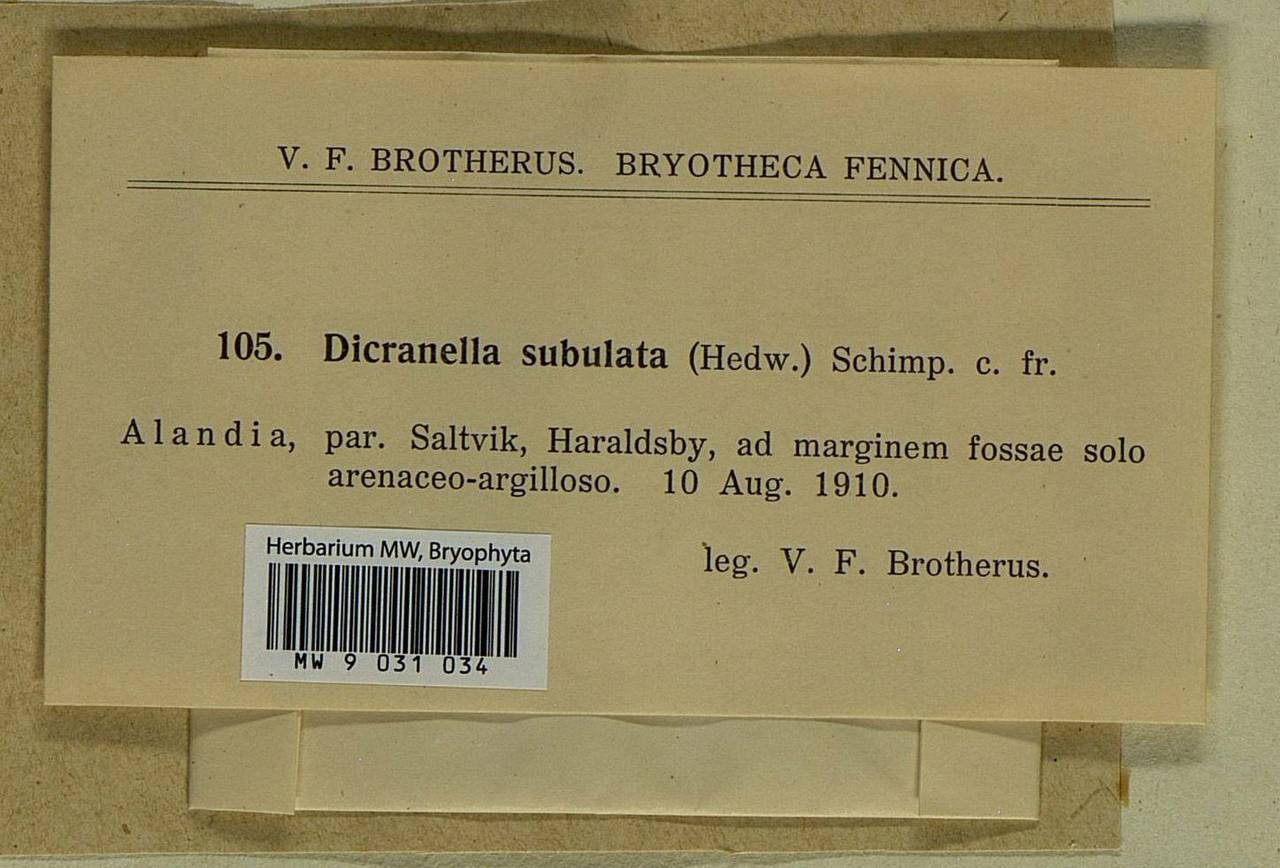 Dicranellopsis subulata (Hedw.) Bonfim Santos, Siebel & Fedosov, Гербарий мохообразных, Мхи - Западная Европа (BEu) (Финляндия)