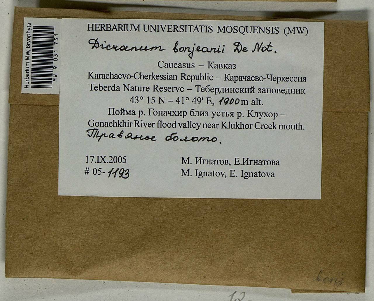 Dicranum bonjeanii De Not., Гербарий мохообразных, Мхи - Северный Кавказ и Предкавказье (B12) (Россия)