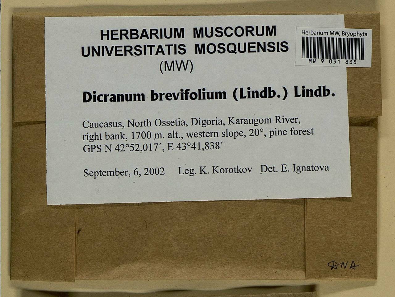 Dicranum brevifolium (Lindb.) Lindb., Гербарий мохообразных, Мхи - Северный Кавказ и Предкавказье (B12) (Россия)