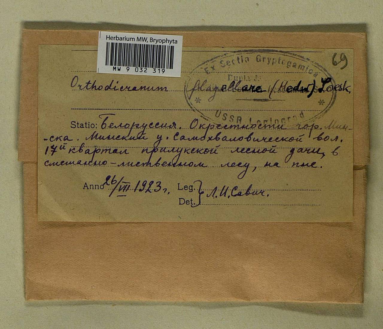 Orthodicranum flagellare (Hedw.) Loeske, Гербарий мохообразных, Мхи - Белоруссия (B2) (Белоруссия)