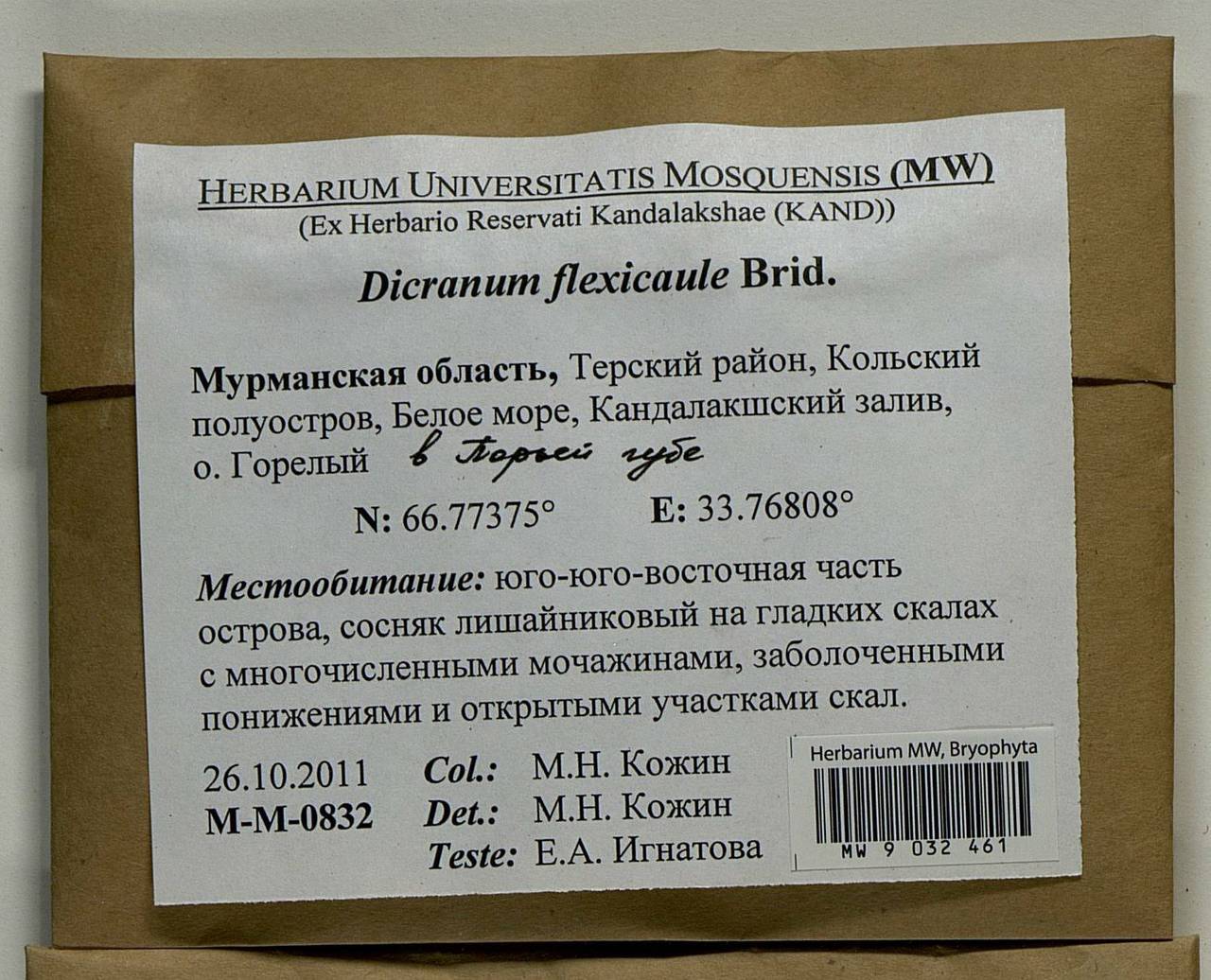 Dicranum flexicaule Brid., Гербарий мохообразных, Мхи - Карелия, Ленинградская и Мурманская области (B4) (Россия)