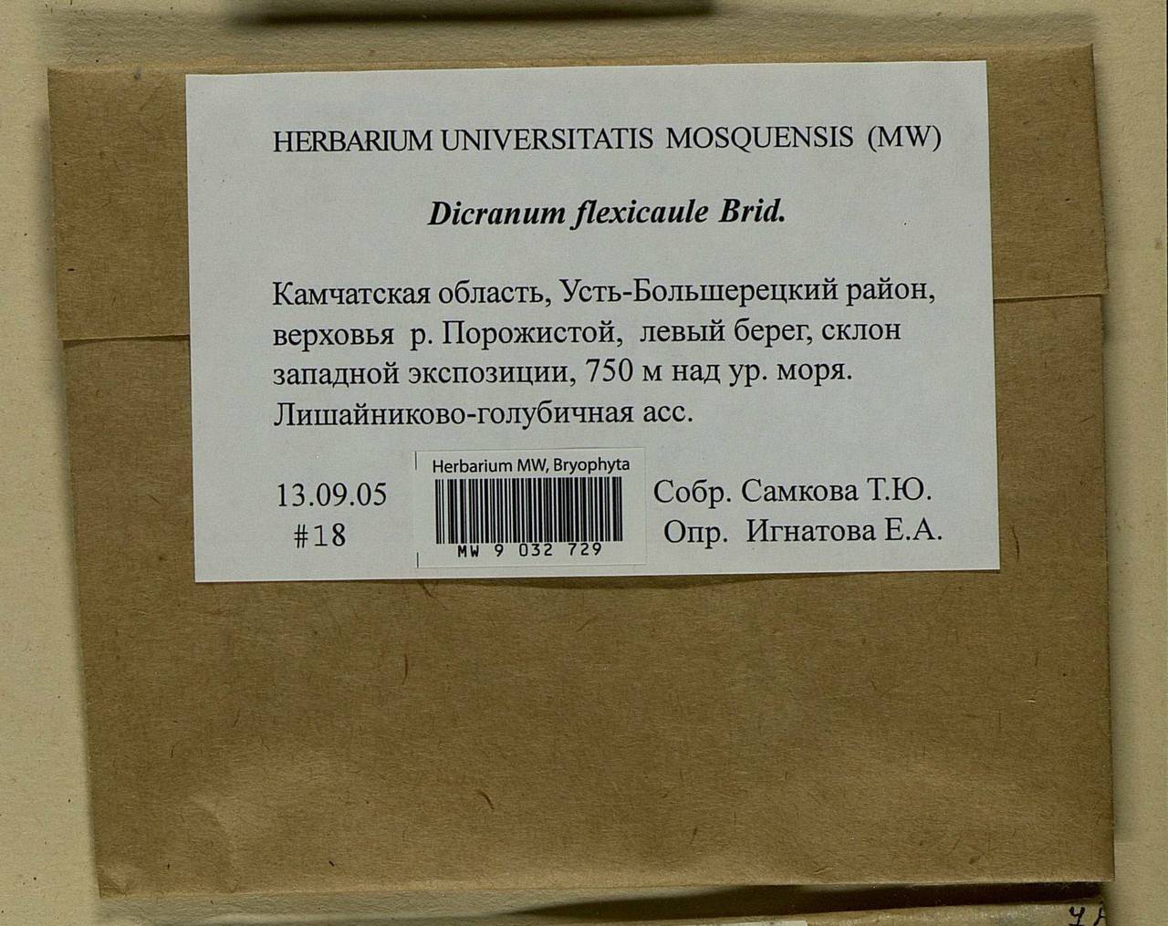 Dicranum flexicaule Brid., Гербарий мохообразных, Мхи - Чукотка и Камчатка (B21) (Россия)