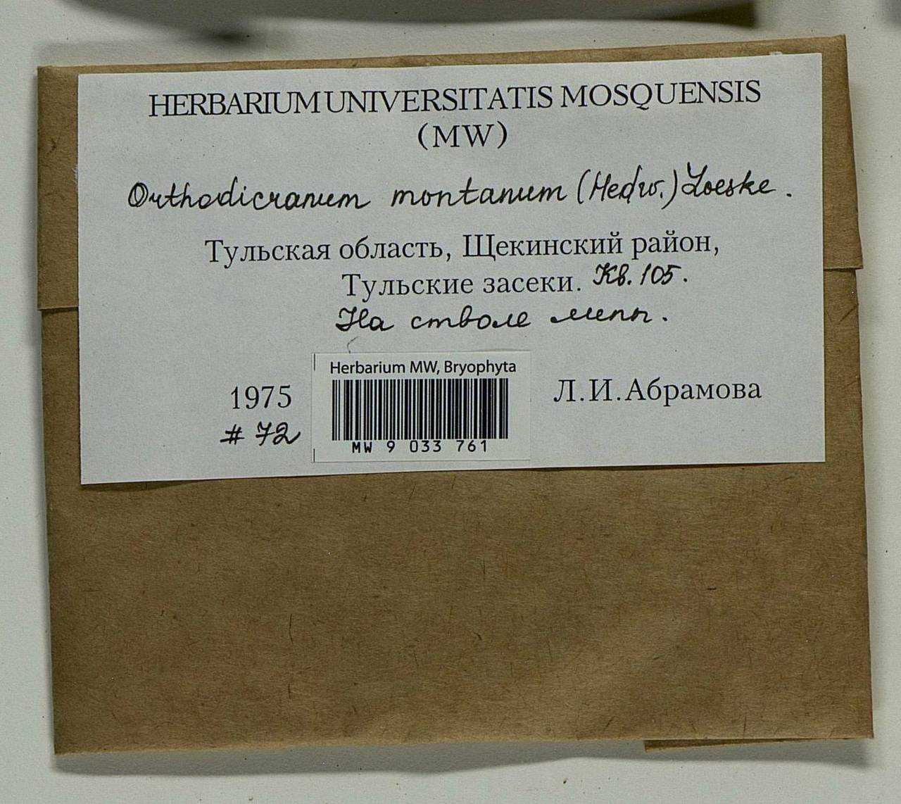 Orthodicranum montanum (Hedw.) Loeske, Гербарий мохообразных, Мхи - Центральное Нечерноземье (B6) (Россия)