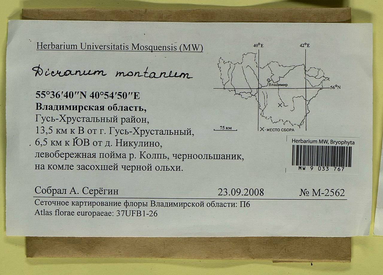 Orthodicranum montanum (Hedw.) Loeske, Гербарий мохообразных, Мхи - Центральное Нечерноземье (B6) (Россия)