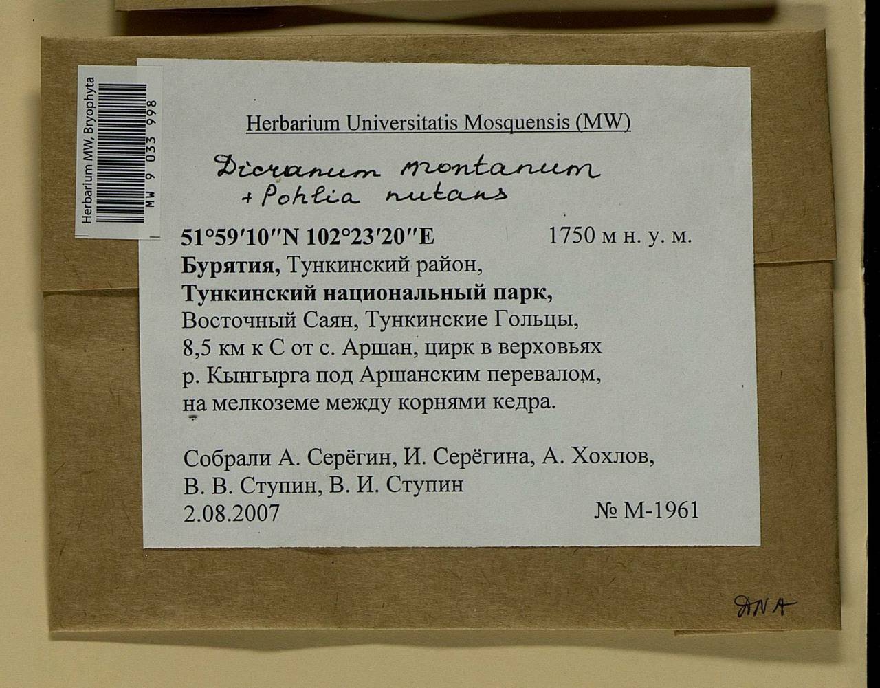 Orthodicranum montanum (Hedw.) Loeske, Гербарий мохообразных, Мхи - Прибайкалье и Забайкалье (B18) (Россия)