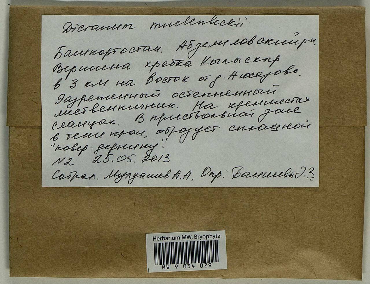 Dicranum muehlenbeckii Bruch & Schimp., Гербарий мохообразных, Мхи - Башкортостан, Челябинская и Оренбургская области (B14) (Россия)