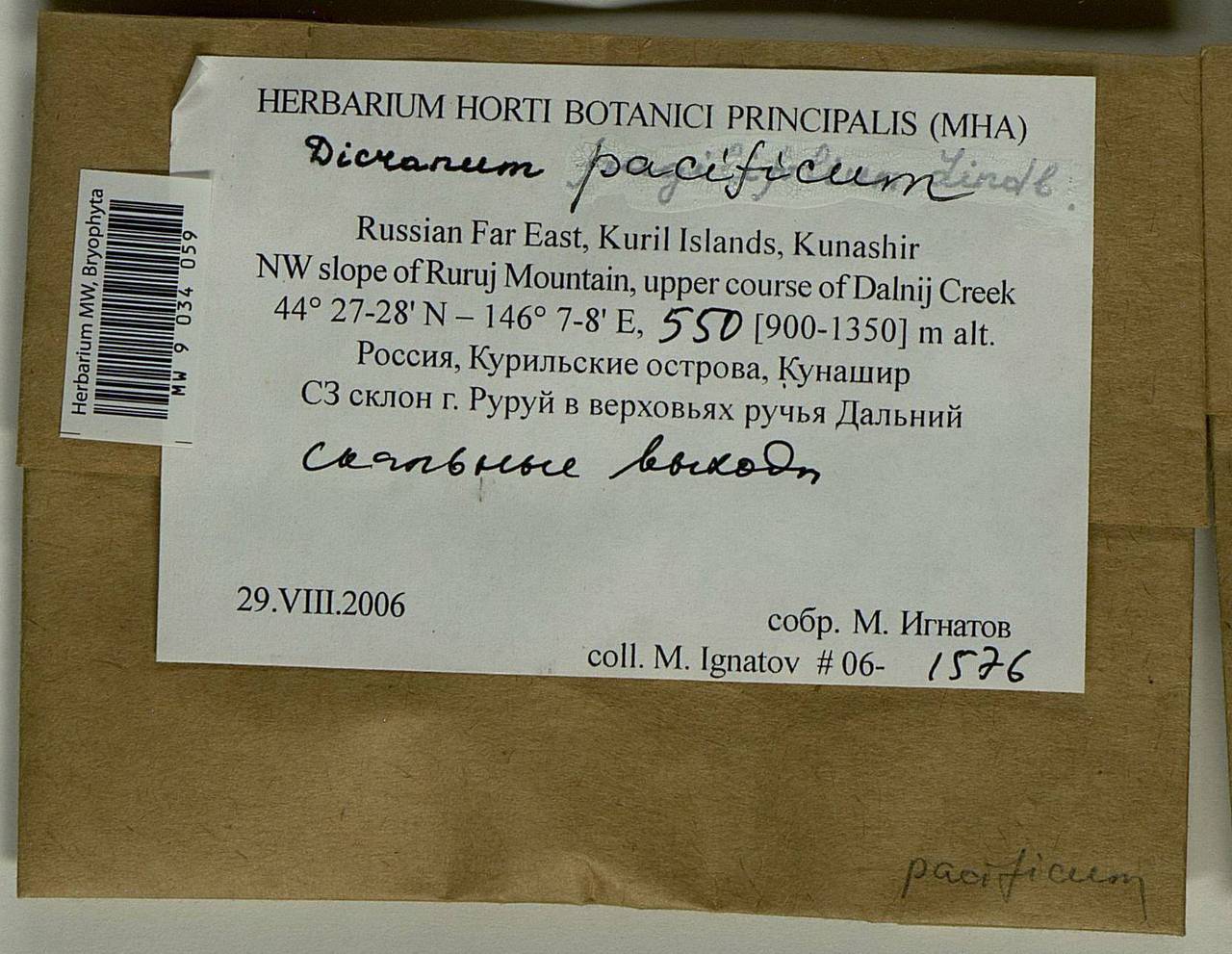 Dicranum pacificum Ignatova & Fedosov, Гербарий мохообразных, Мхи - Дальний Восток (без Чукотки и Камчатки) (B20) (Россия)