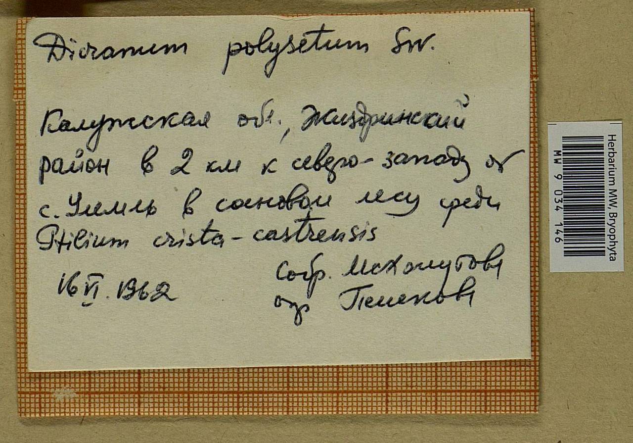Dicranum polysetum Sw., Гербарий мохообразных, Мхи - Центральное Нечерноземье (B6) (Россия)