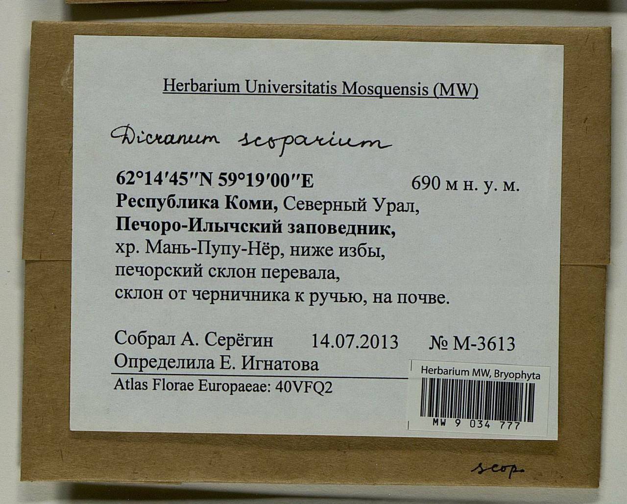 Dicranum scoparium Hedw., Гербарий мохообразных, Мхи - Архангельская и Вологодская области, Коми, Ненецкий АО (B7) (Россия)