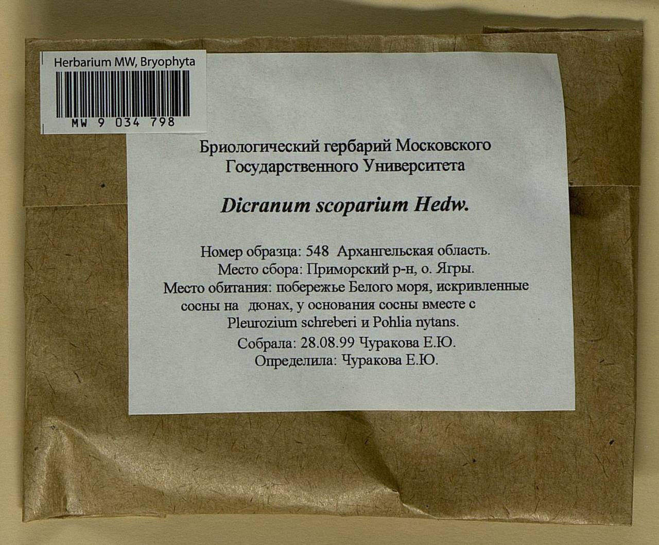 Dicranum scoparium Hedw., Гербарий мохообразных, Мхи - Архангельская и Вологодская области, Коми, Ненецкий АО (B7) (Россия)