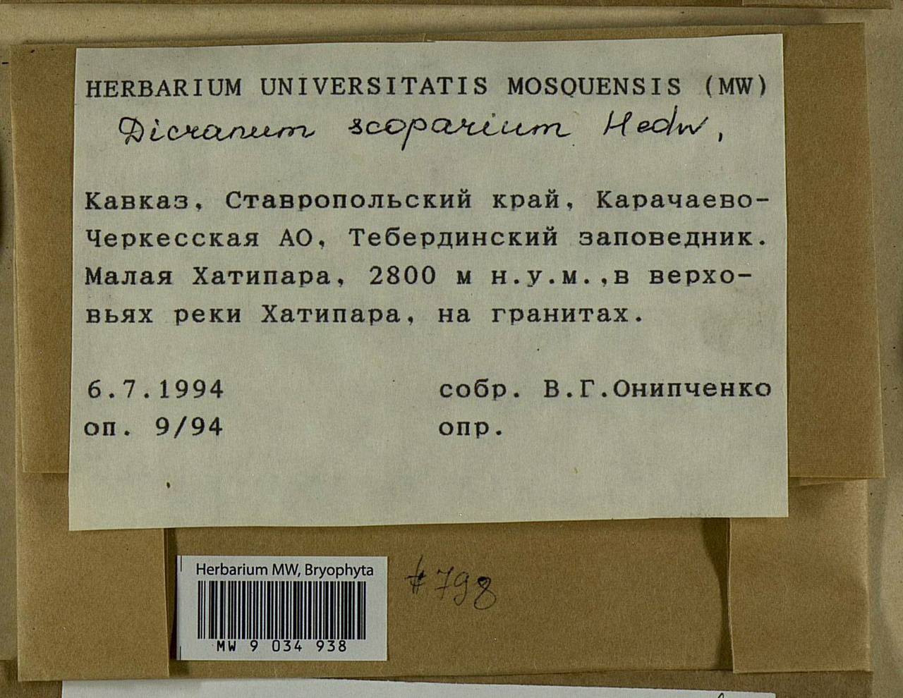 Dicranum scoparium Hedw., Гербарий мохообразных, Мхи - Северный Кавказ и Предкавказье (B12) (Россия)