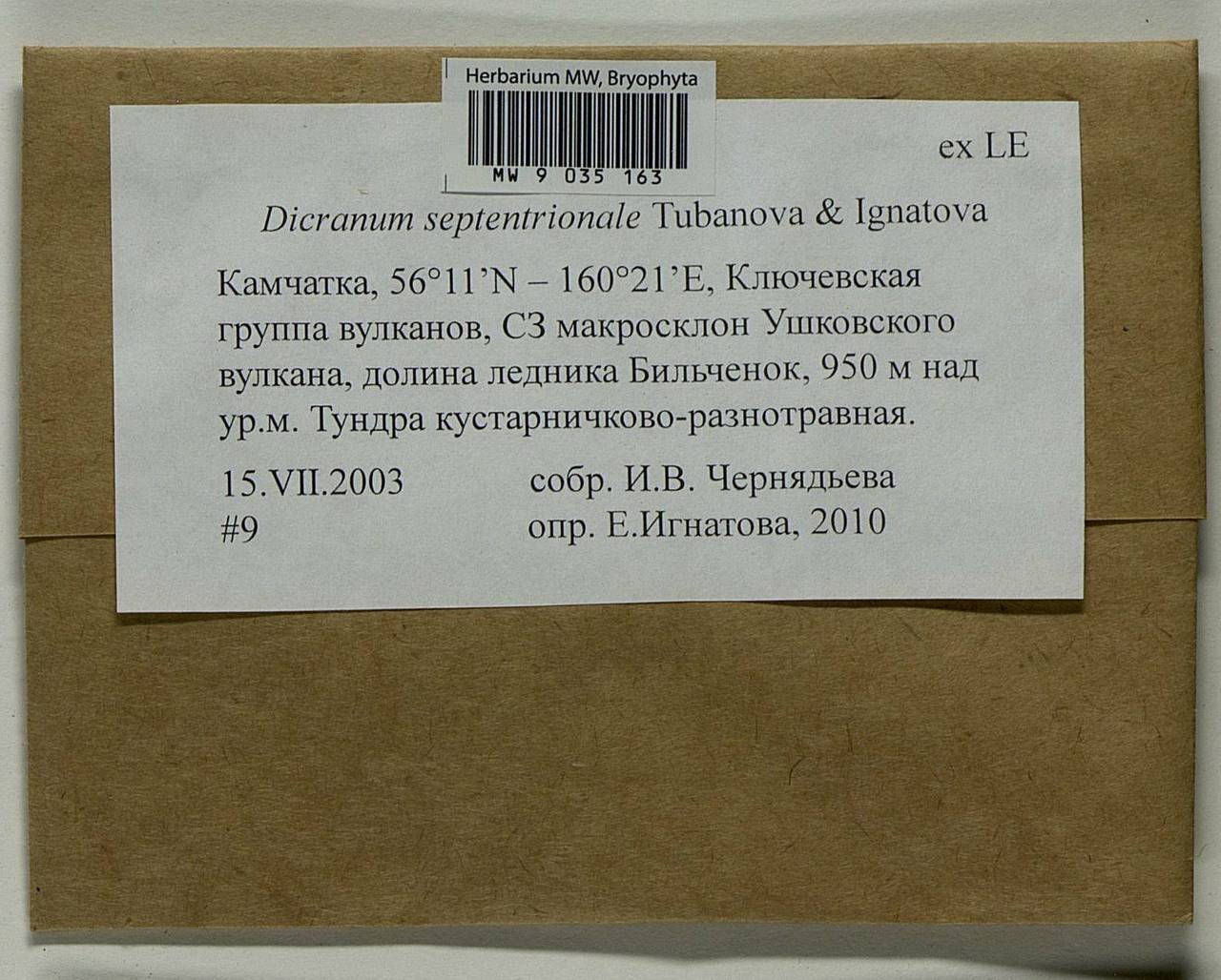 Dicranum septentrionale Tubanova & Ignatova, Гербарий мохообразных, Мхи - Чукотка и Камчатка (B21) (Россия)