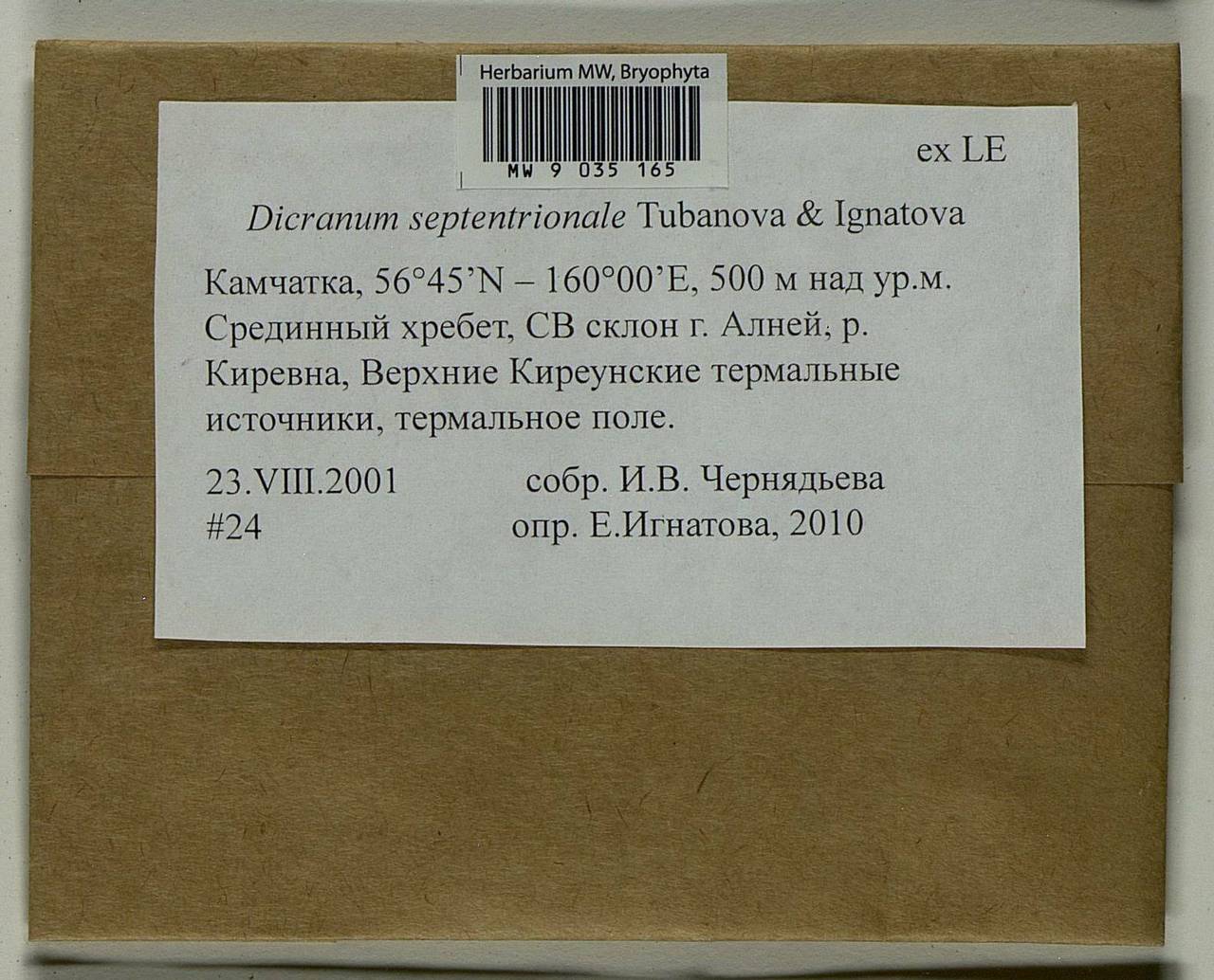 Dicranum septentrionale Tubanova & Ignatova, Гербарий мохообразных, Мхи - Чукотка и Камчатка (B21) (Россия)