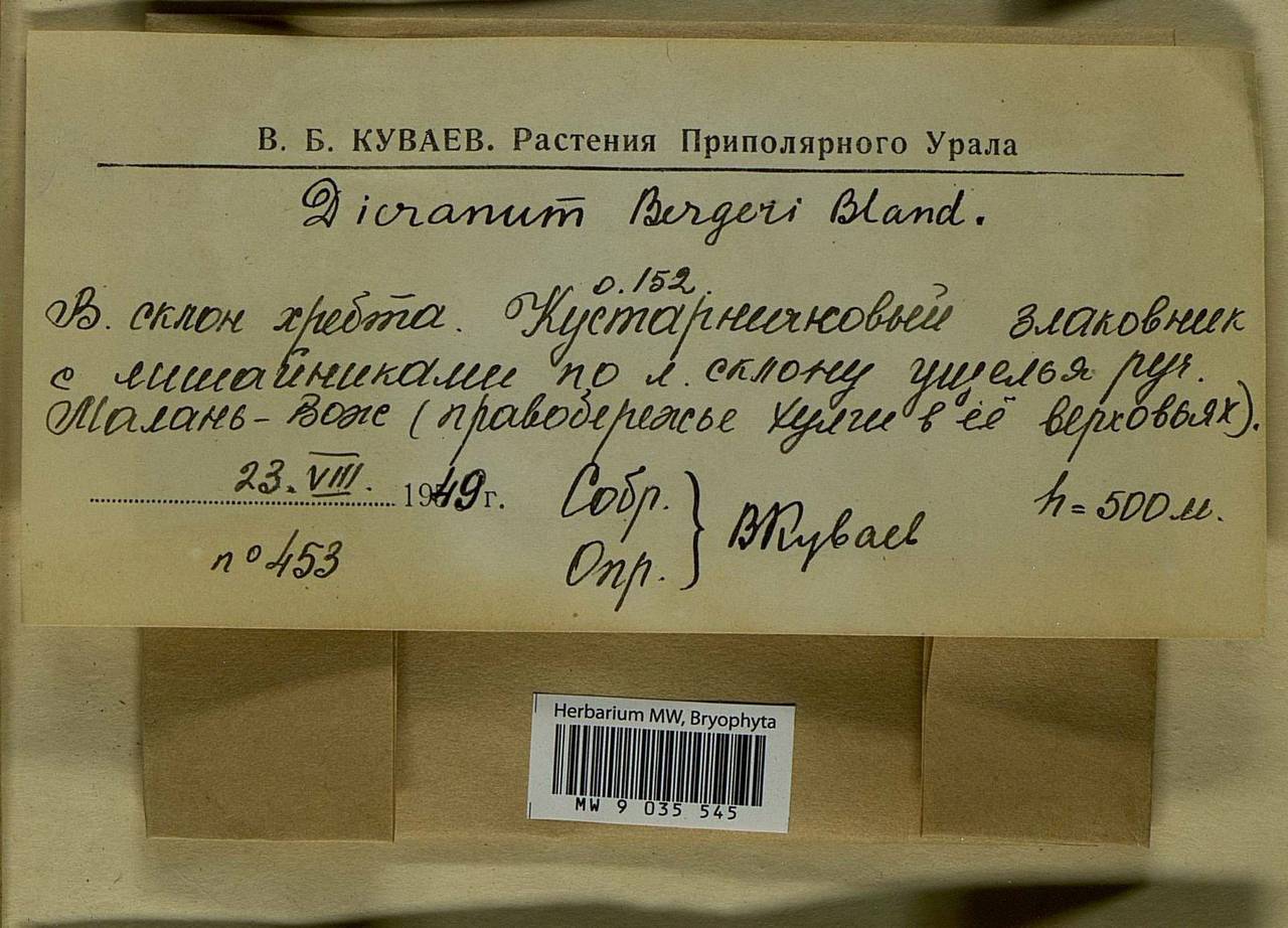 MW9035545, Dicranum Undulatum, Specimen