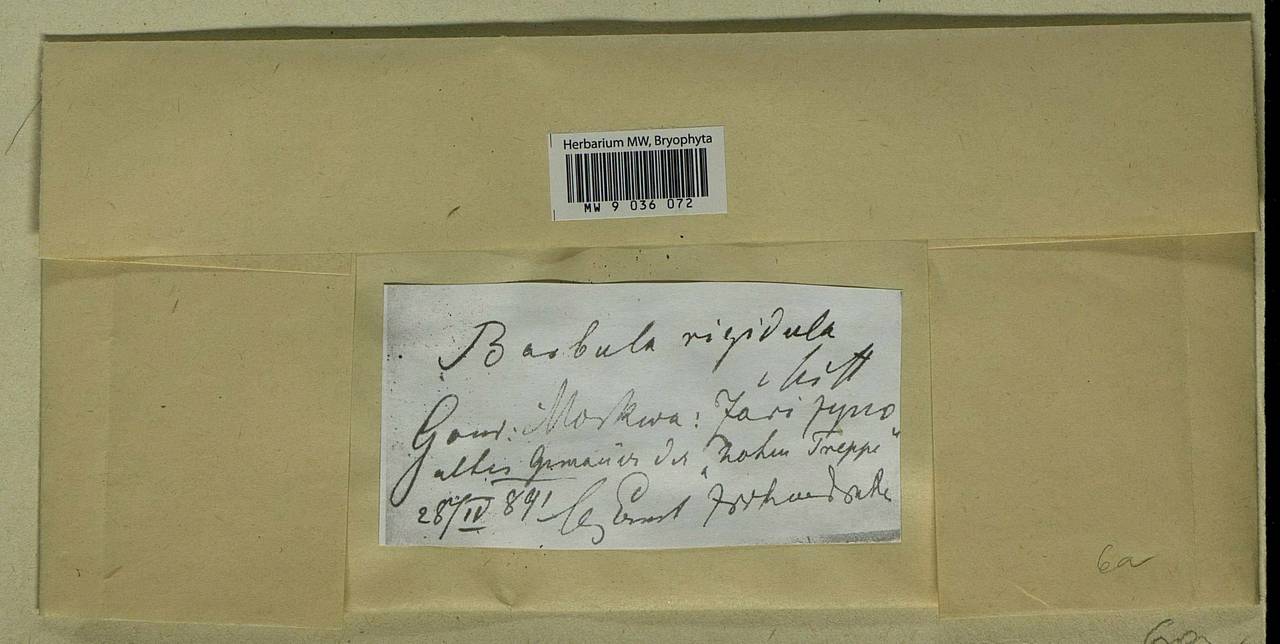 Didymodon rigidulus Hedw., Гербарий мохообразных, Мхи - Москва и Московская область (B6a) (Россия)