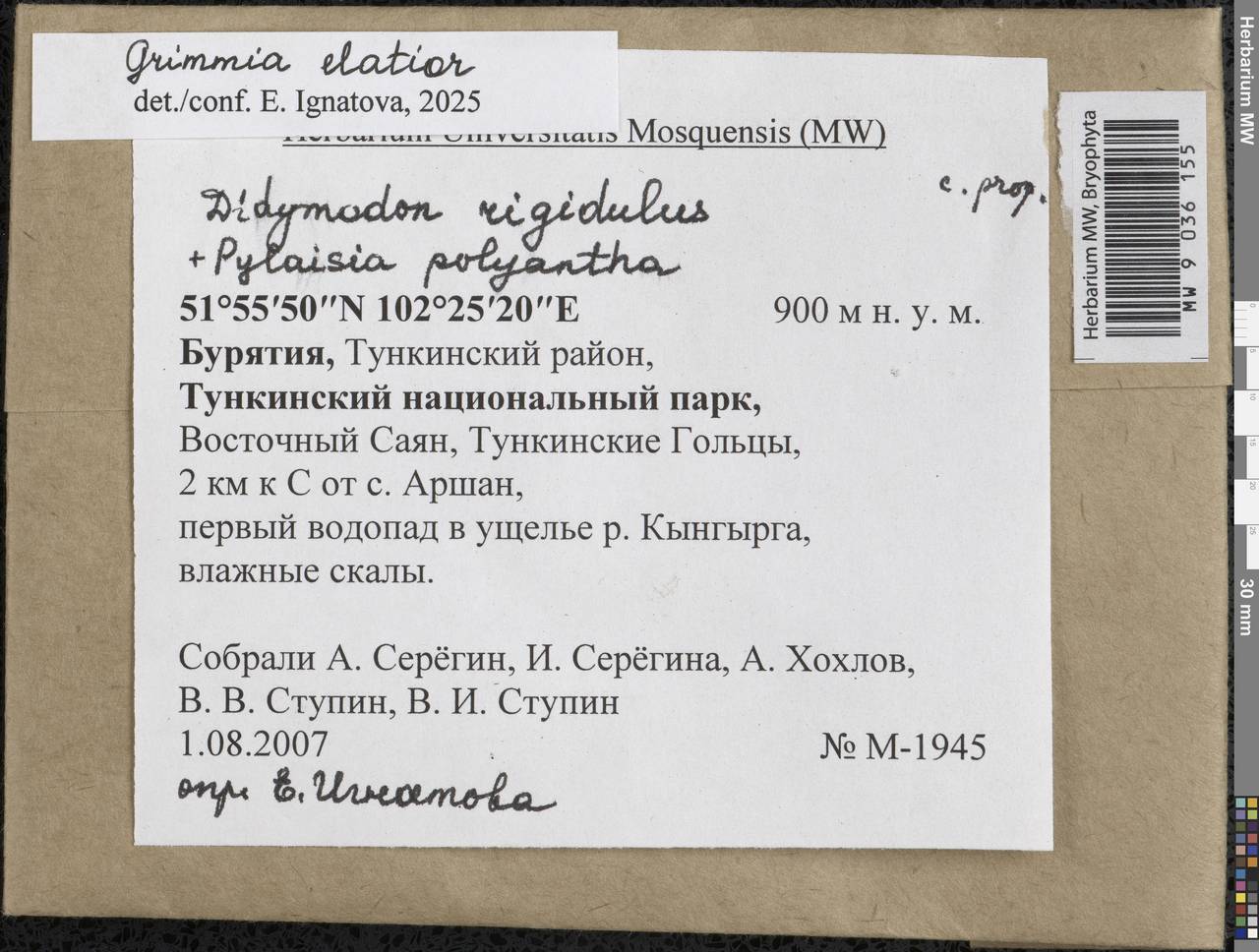 Grimmia elatior Bruch ex Bals.-Criv. & De Not., Гербарий мохообразных, Мхи - Прибайкалье и Забайкалье (B18) (Россия)