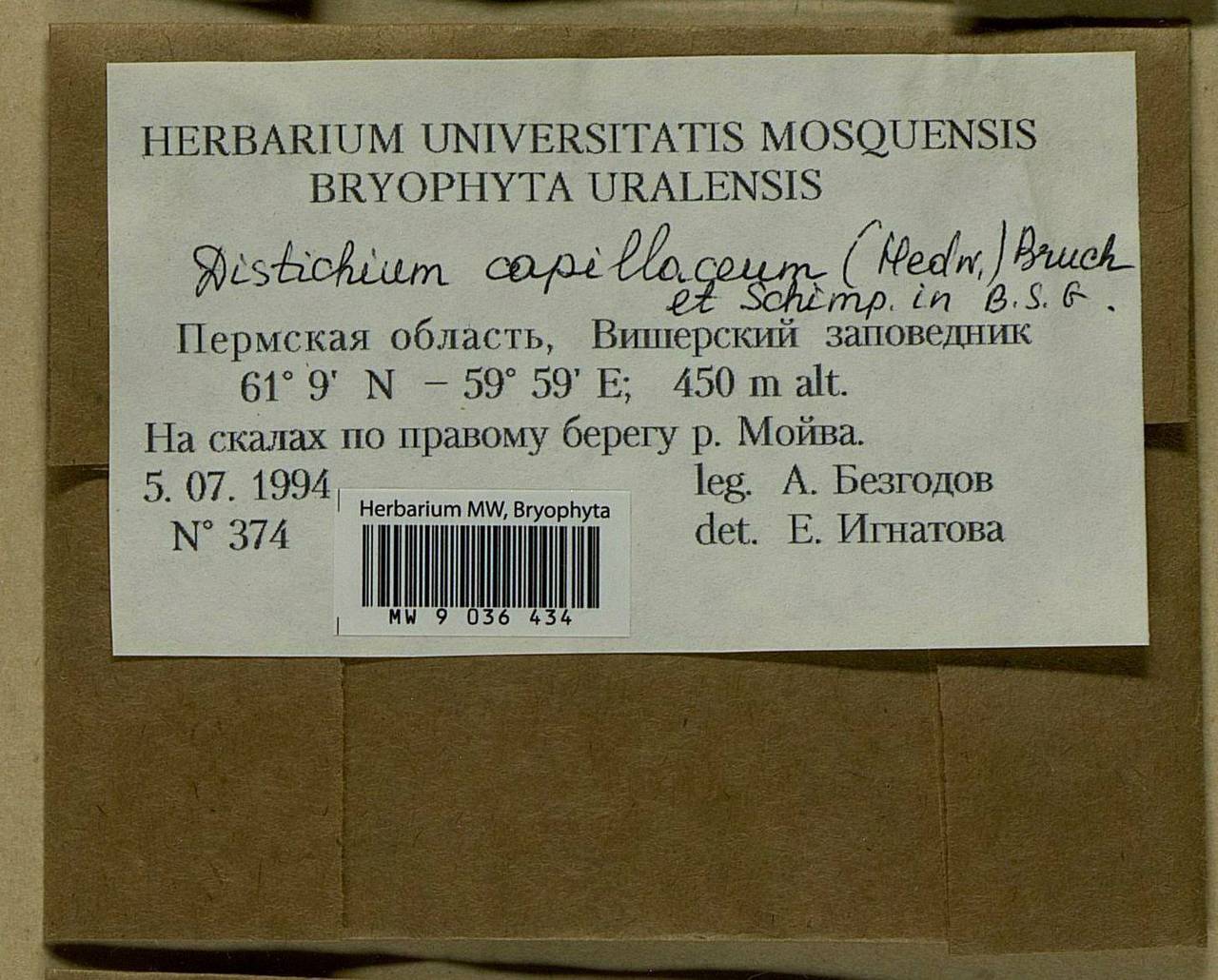 Distichium capillaceum (Hedw.) Bruch & Schimp., Гербарий мохообразных, Мхи - Пермский край, Удмуртия, Свердловская и Кировская области (B8) (Россия)