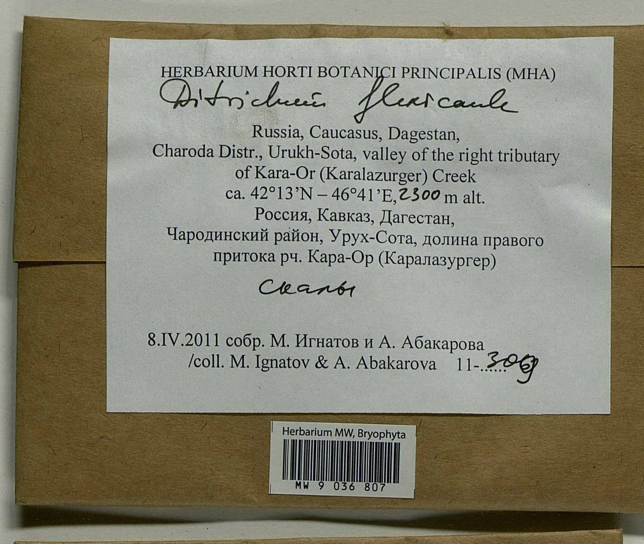 Flexitrichum flexicaule (Schwägr.) Ignatov & Fedosov, Гербарий мохообразных, Мхи - Северный Кавказ и Предкавказье (B12) (Россия)