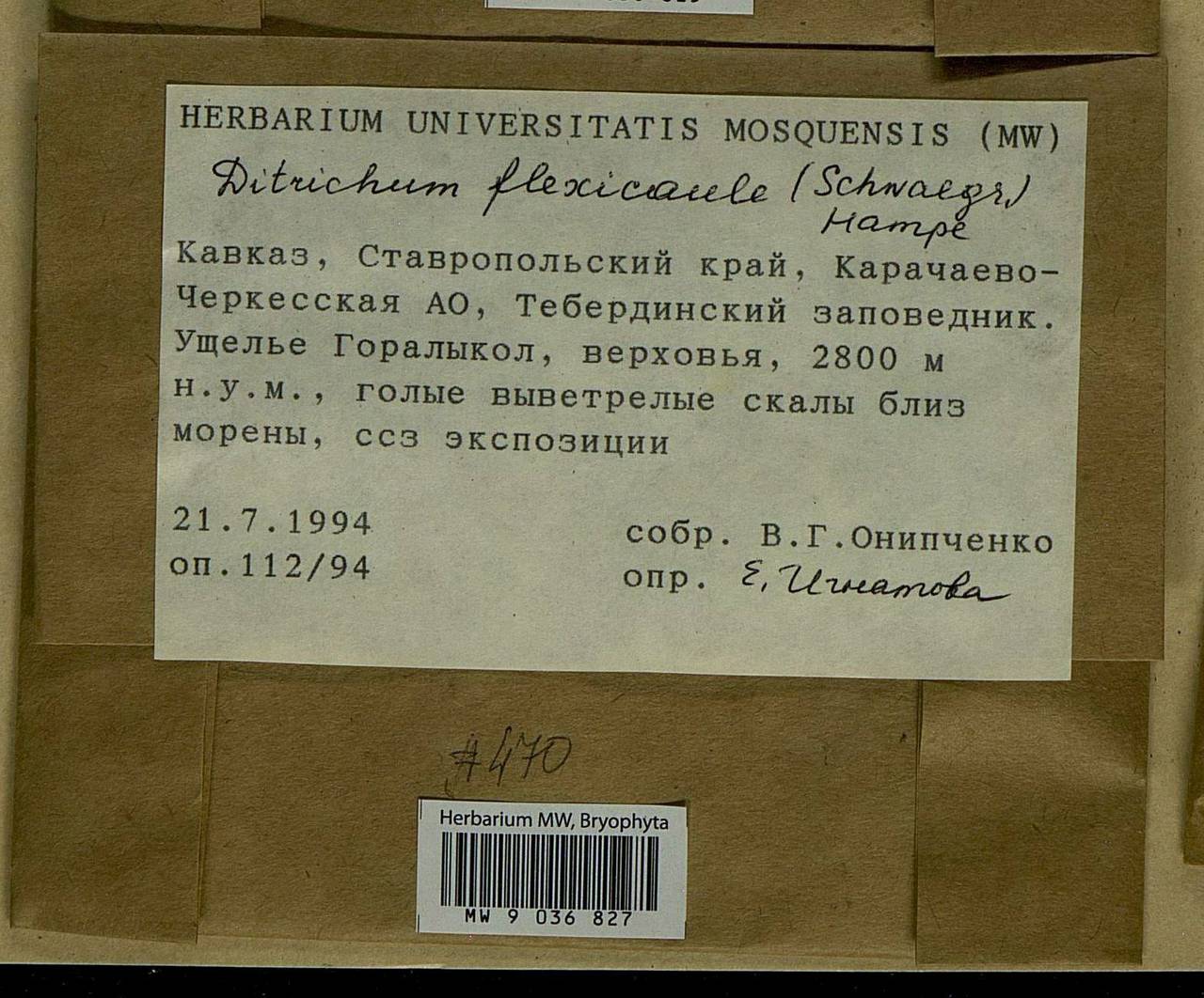 Flexitrichum flexicaule (Schwägr.) Ignatov & Fedosov, Гербарий мохообразных, Мхи - Северный Кавказ и Предкавказье (B12) (Россия)