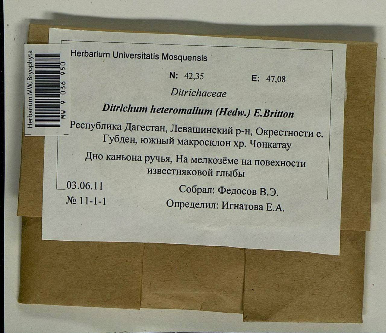 Ditrichum heteromallum (Hedw.) E. Britton, Гербарий мохообразных, Мхи - Северный Кавказ и Предкавказье (B12) (Россия)