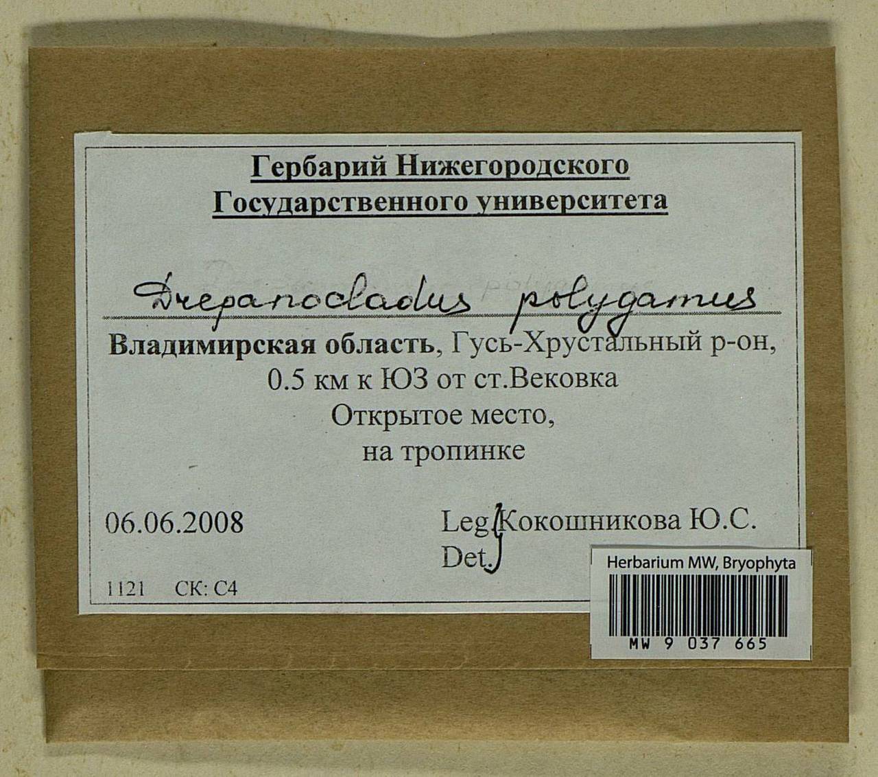 Drepanocladus polygamus (Schimp.) Hedenäs, Гербарий мохообразных, Мхи - Центральное Нечерноземье (B6) (Россия)