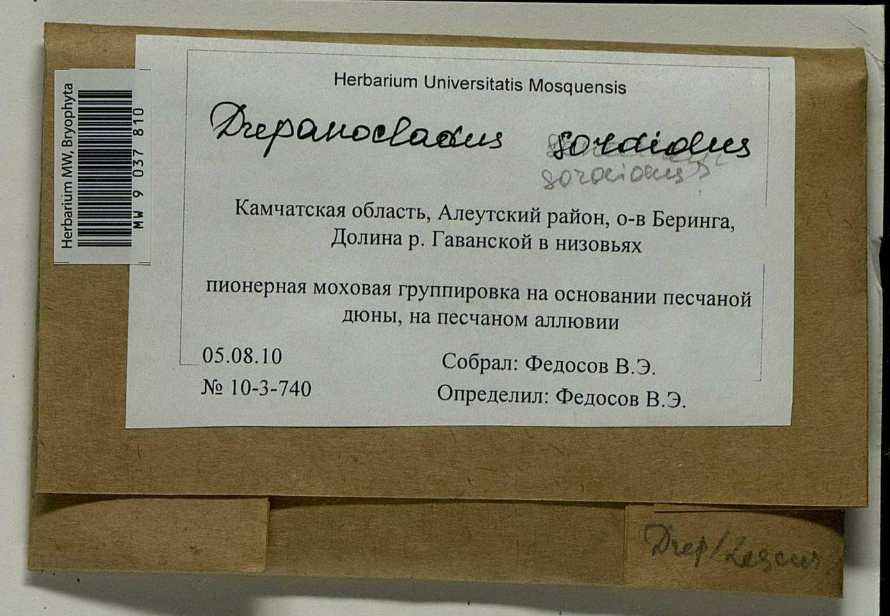 Drepanocladus sordidus (Müll. Hal.) Hedenäs, Гербарий мохообразных, Мхи - Чукотка и Камчатка (B21) (Россия)