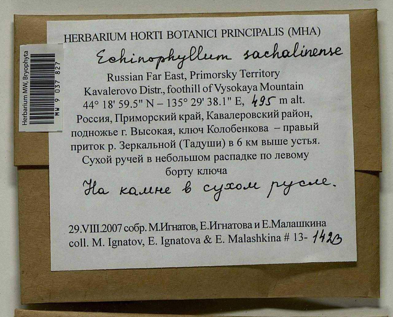 Echinophyllum sachalinense (Lindb.) T.J. O'Brien, Гербарий мохообразных, Мхи - Дальний Восток (без Чукотки и Камчатки) (B20) (Россия)