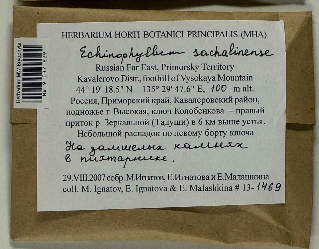 Echinophyllum sachalinense (Lindb.) T.J. O'Brien, Гербарий мохообразных, Мхи - Дальний Восток (без Чукотки и Камчатки) (B20) (Россия)