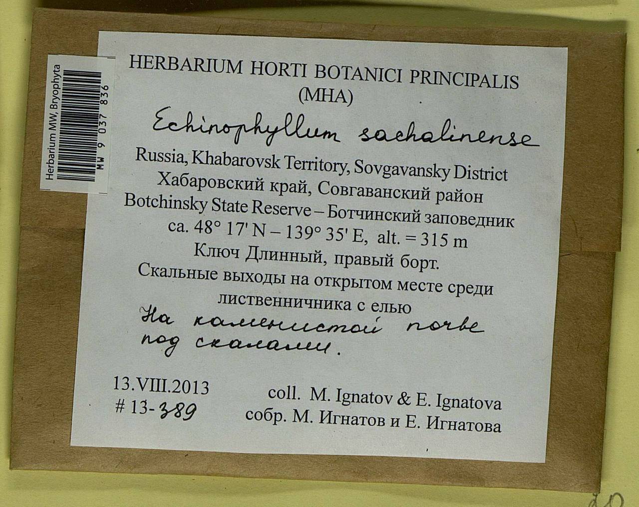 Echinophyllum sachalinense (Lindb.) T.J. O'Brien, Гербарий мохообразных, Мхи - Дальний Восток (без Чукотки и Камчатки) (B20) (Россия)