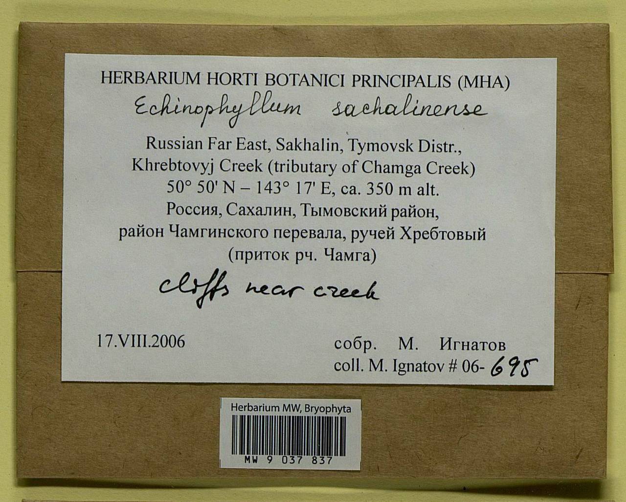 Echinophyllum sachalinense (Lindb.) T.J. O'Brien, Гербарий мохообразных, Мхи - Дальний Восток (без Чукотки и Камчатки) (B20) (Россия)