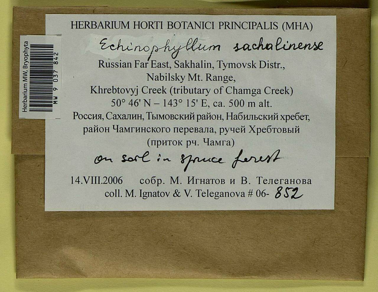 Echinophyllum sachalinense (Lindb.) T.J. O'Brien, Гербарий мохообразных, Мхи - Дальний Восток (без Чукотки и Камчатки) (B20) (Россия)