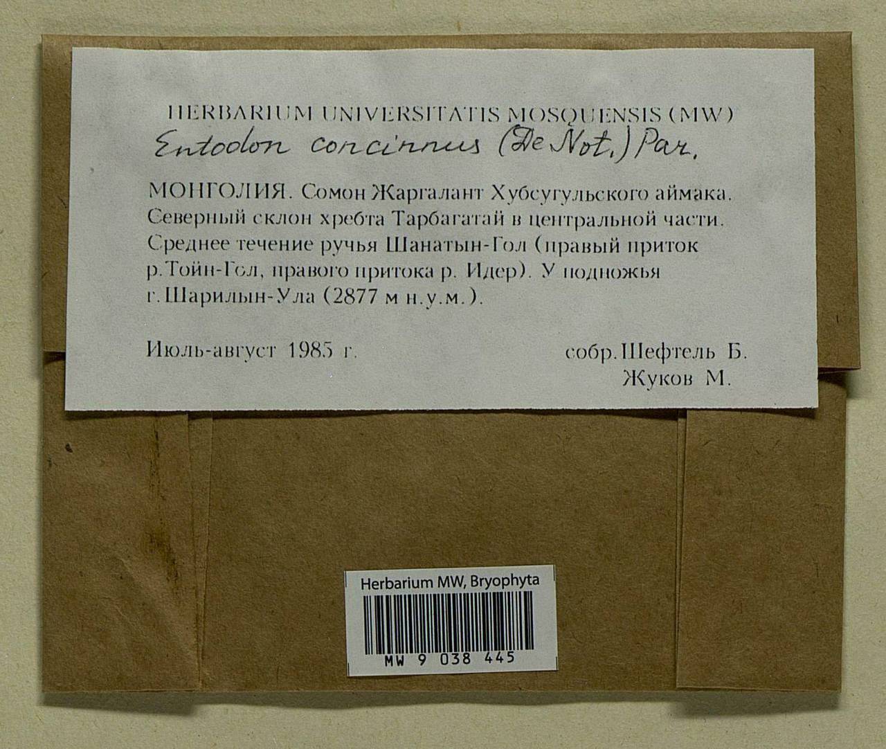 Entodon concinnus (De Not.) Paris, Гербарий мохообразных, Мхи - Азия (вне границ бывшего СССР) (BAs) (Монголия)