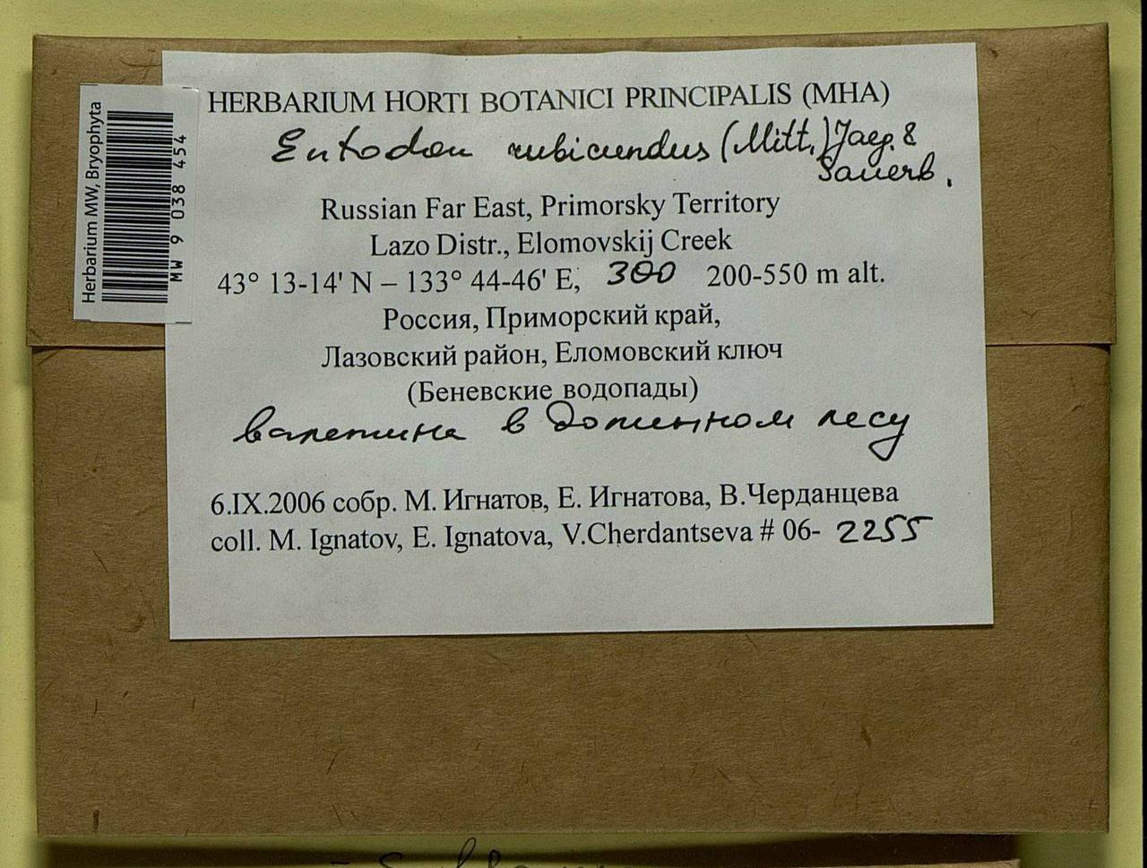 Entodon flavescens (Hook.) A. Jaeger, Гербарий мохообразных, Мхи - Дальний Восток (без Чукотки и Камчатки) (B20) (Россия)