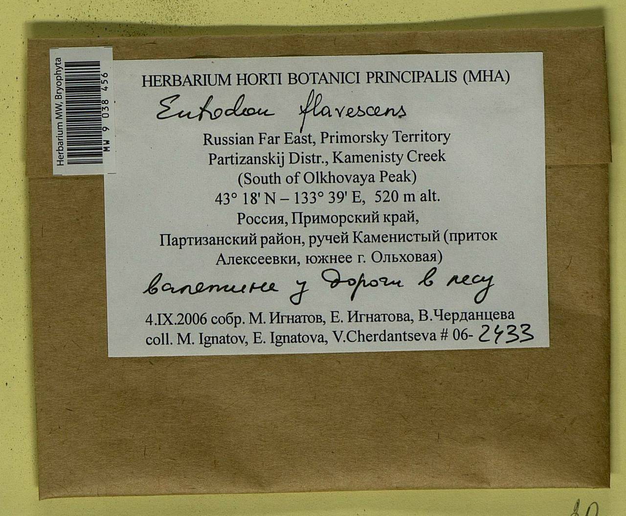 Entodon flavescens (Hook.) A. Jaeger, Гербарий мохообразных, Мхи - Дальний Восток (без Чукотки и Камчатки) (B20) (Россия)