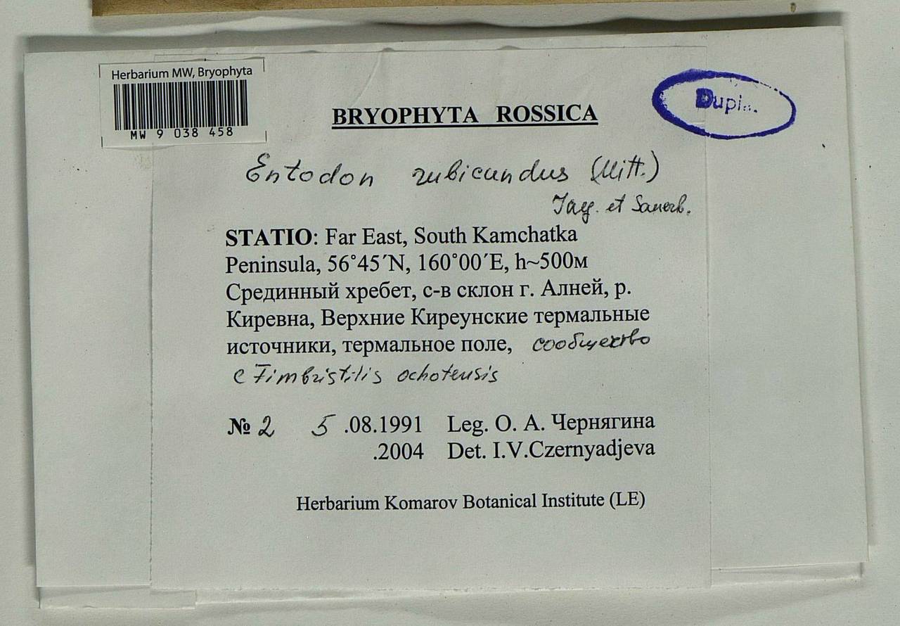 Entodon flavescens (Hook.) A. Jaeger, Гербарий мохообразных, Мхи - Чукотка и Камчатка (B21) (Россия)